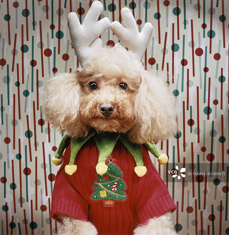 贵宾犬穿圣诞服装图片素材
