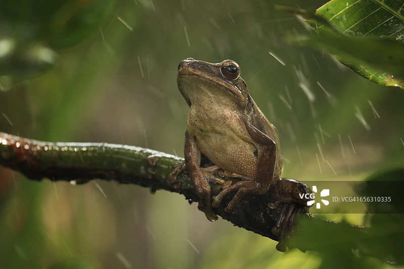雨中，青蛙坐在树枝上，印度尼西亚东爪哇图片素材