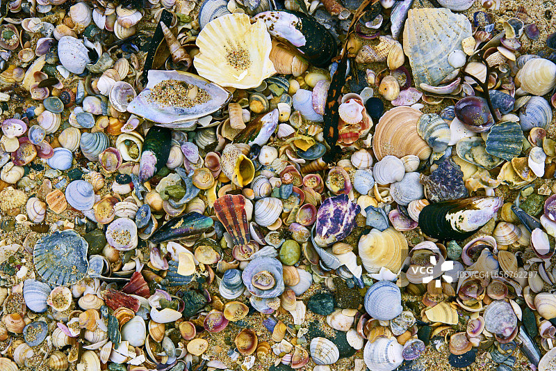 新西兰海滩上五颜六色的沙子和贝壳图片素材