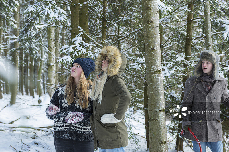 朋友们在白雪覆盖的森林里用锯子搜寻圣诞树，德国巴伐利亚图片素材