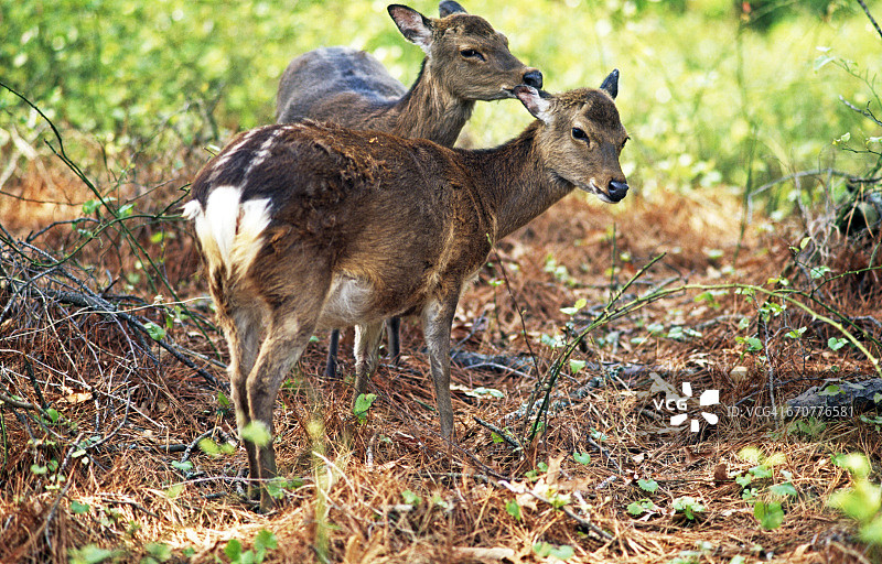 在Chincoteague国家野生动物保护区的鹿图片素材