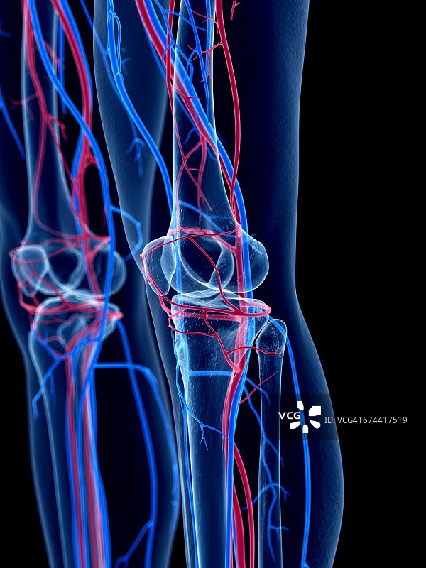 膝关节血管系统图片素材