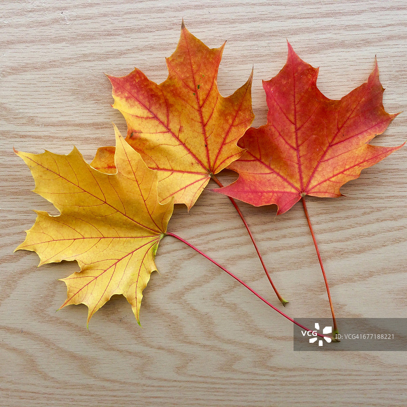 秋色系列:红、橙、黄图片素材