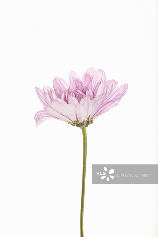 白色背景上带茎的粉红色花图片素材