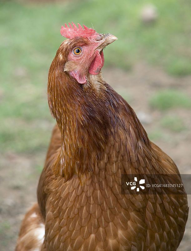 母鸡的特写照片(Gallus Gallus domesticus)， coichan山谷，不列颠哥伦比亚，加拿大图片素材