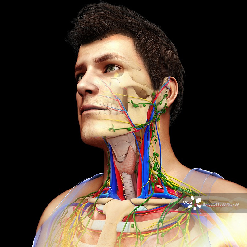 循环系统，神经系统和淋巴系统，插图图片素材