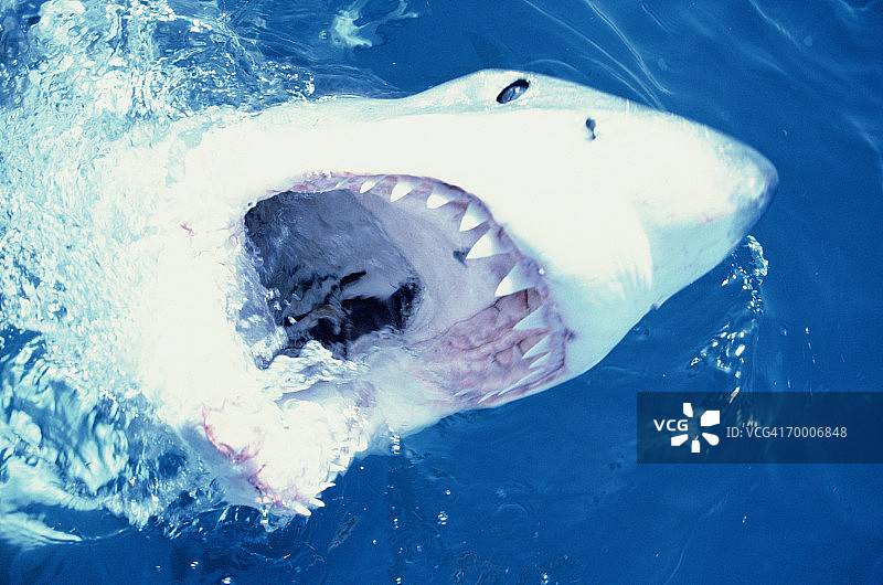 大白鲨(交叉加工)图片素材