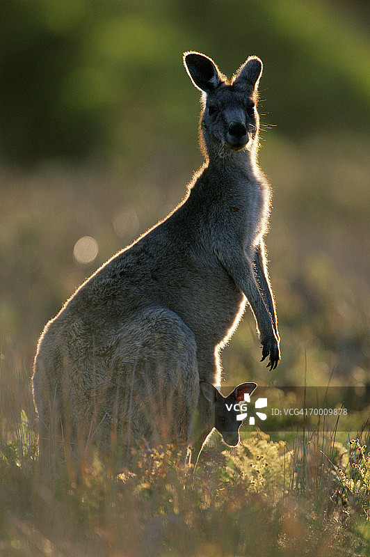 东部灰袋鼠(巨袋鼠)和小袋鼠，澳大利亚图片素材