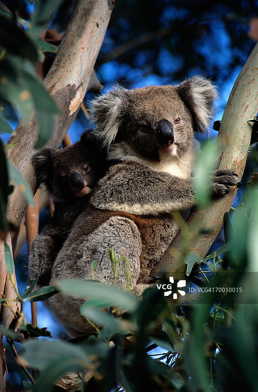 考拉妈妈和宝宝在树上，澳大利亚图片素材