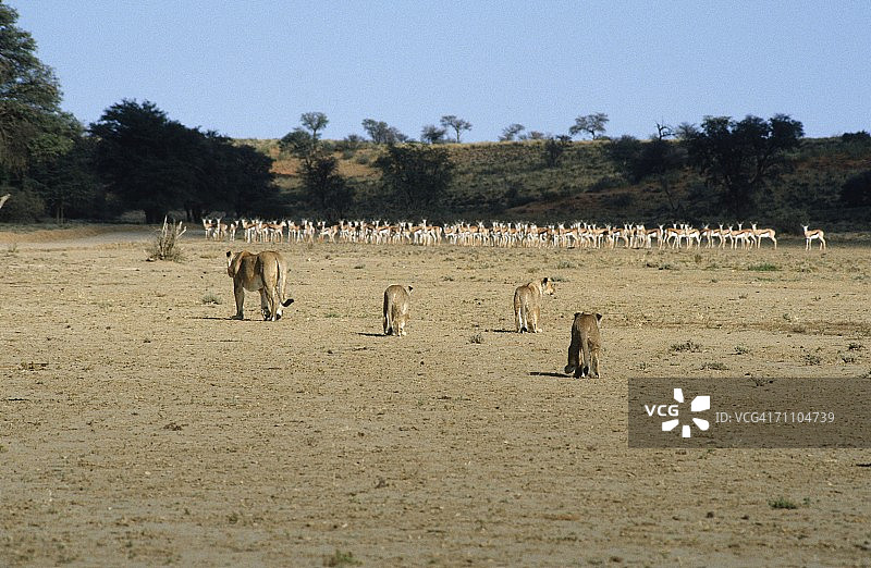 母狮(狮子)和幼崽与跳羚(antidorcasmarsupialis)兽群在背景图片素材