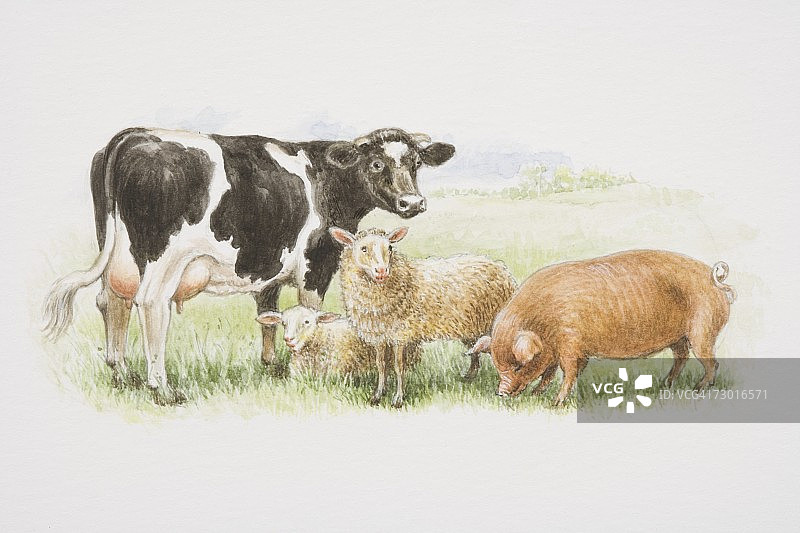 一头黑白相间的奶牛，两只绵羊和一头棕色的猪一起站在田野里。图片素材