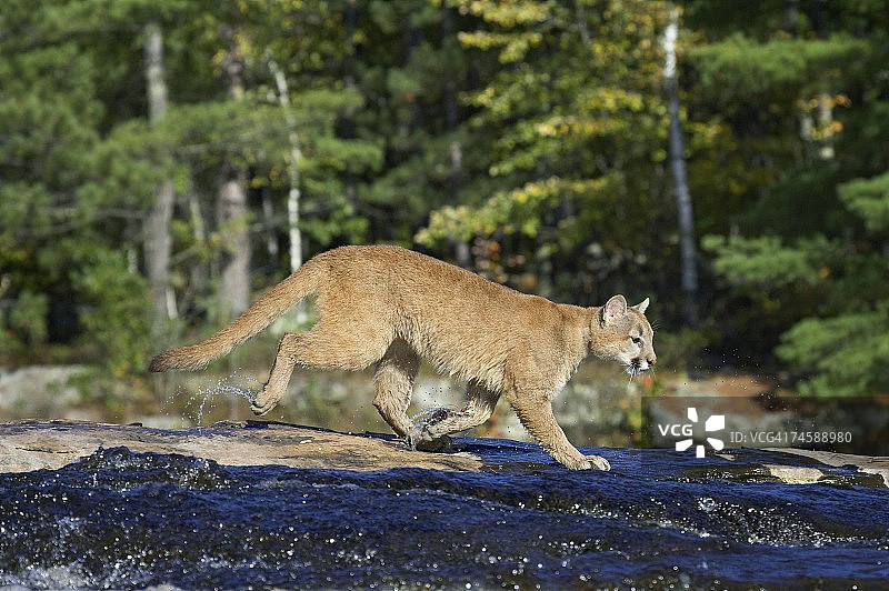 圈养美洲狮(美洲狮)穿过一条小溪，明尼苏达州野生动物协会，砂岩，美国明尼苏达州，北美图片素材