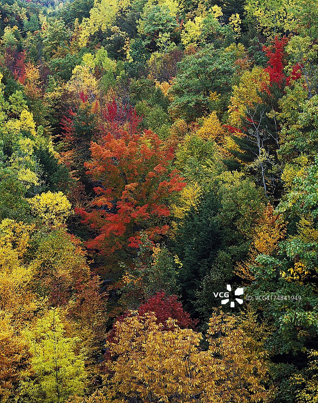美国缅因州，秋天的枫树图片素材