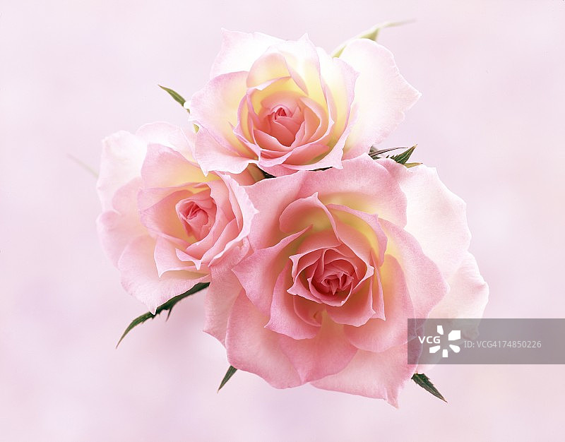 三朵粉色玫瑰的特写图片素材