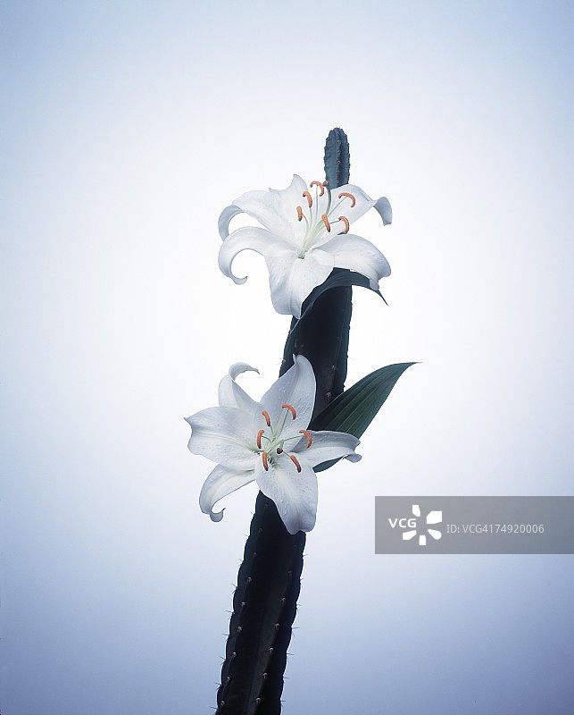 一个仙人掌植物上的白色花的特写图片素材
