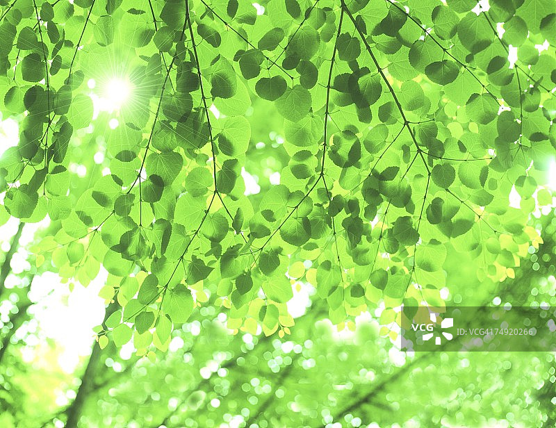 阳光透过树叶图片素材