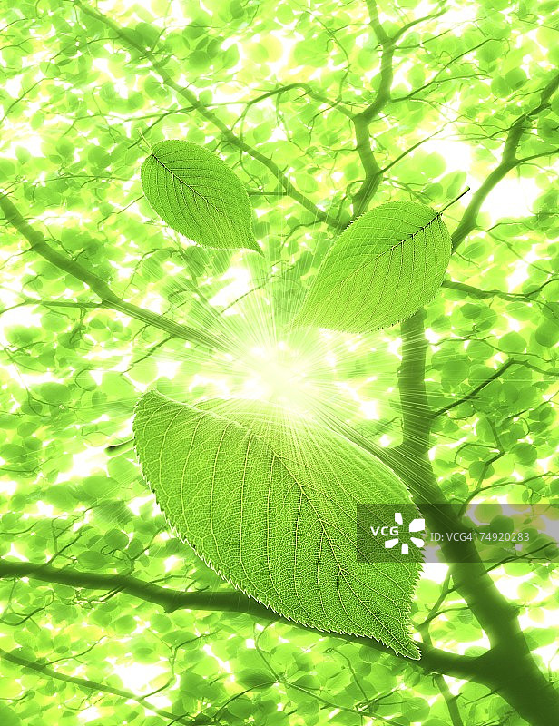 阳光透过枝叶(数码合成)图片素材
