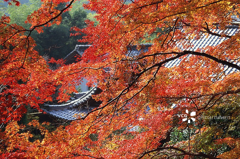 Konzo-ji寺，京都，日本图片素材