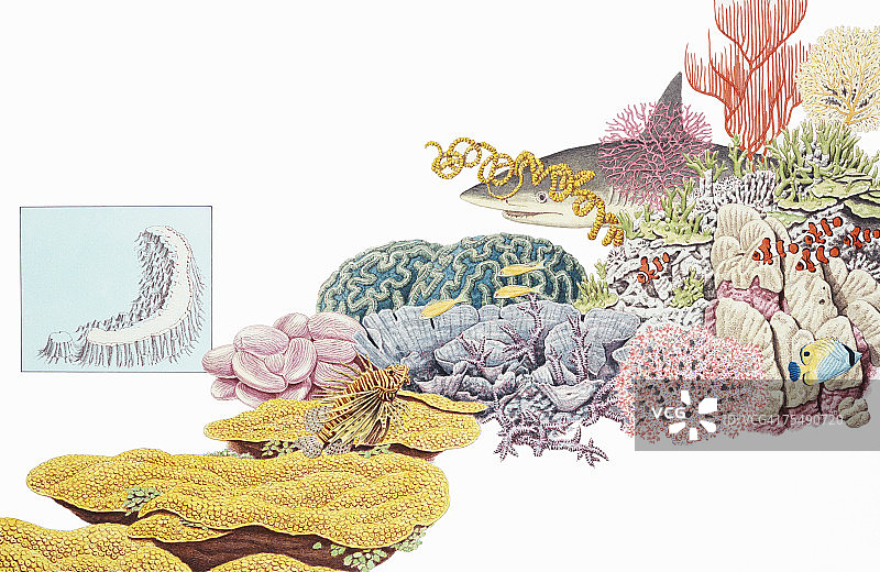 海洋动植物区系图片素材