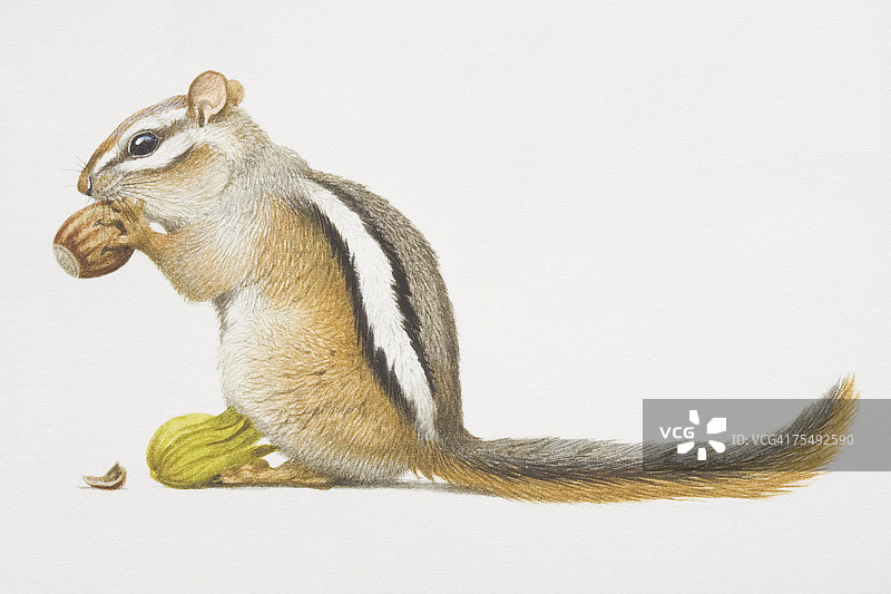 花栗鼠(Tamias minimus)，一种以坚果为食的松鼠状的小啮齿动物图片素材