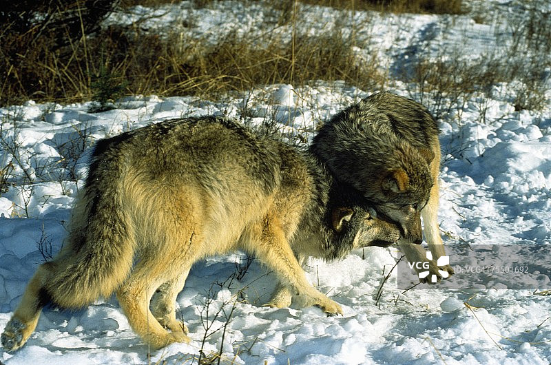 九个月大的小灰太狼在雪中玩耍。图片素材