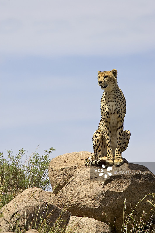 非洲东部坦桑尼亚塞伦盖蒂国家公园，猎豹(朱鹮)坐在一块巨石上图片素材