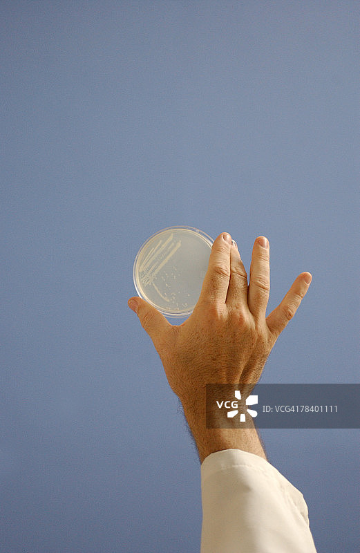 在培养皿中观察细菌图片素材
