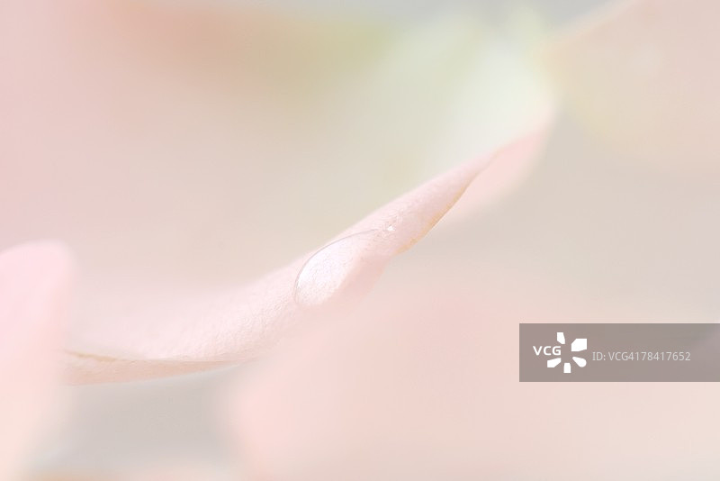 滴在粉红色的花瓣上，特写镜头图片素材