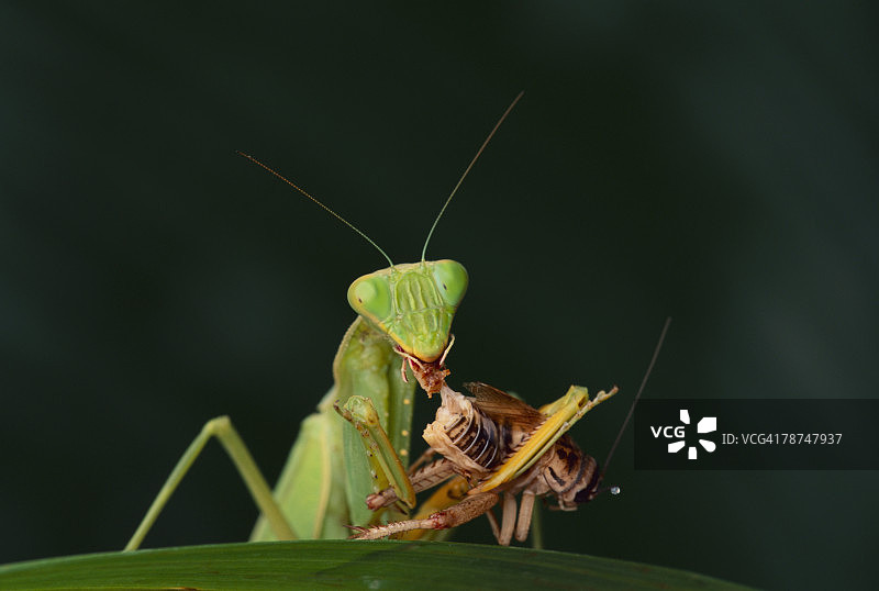 非洲螳螂吃虫子图片素材