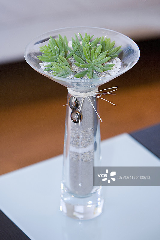 玻璃花瓶里的植物特写图片素材