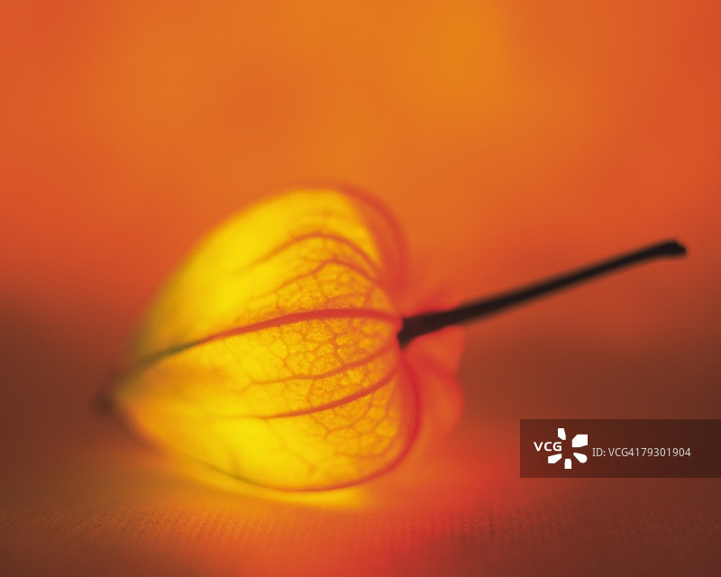 灯光冬季樱桃，正面视图，彩色背景，软焦点图片素材