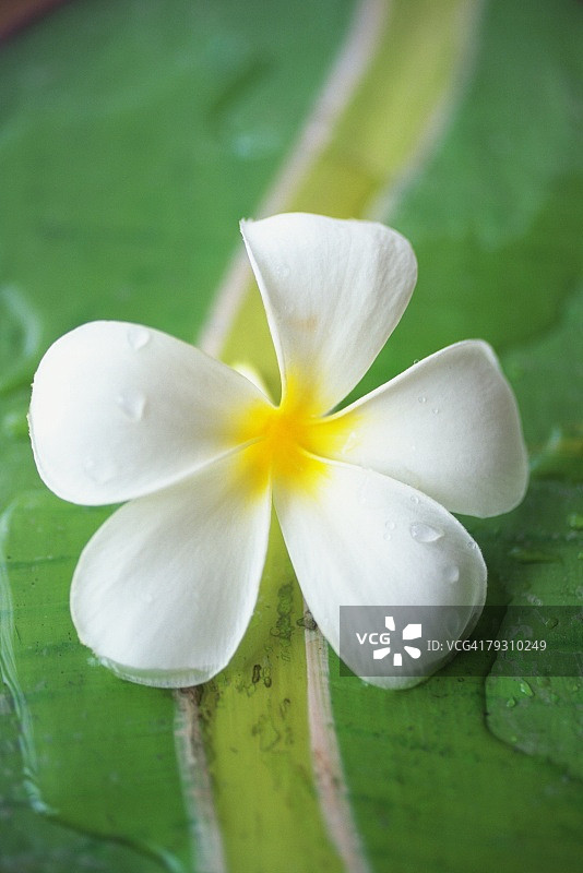 一个热带的花和叶子的摄影，高角度的视图，近距离图片素材