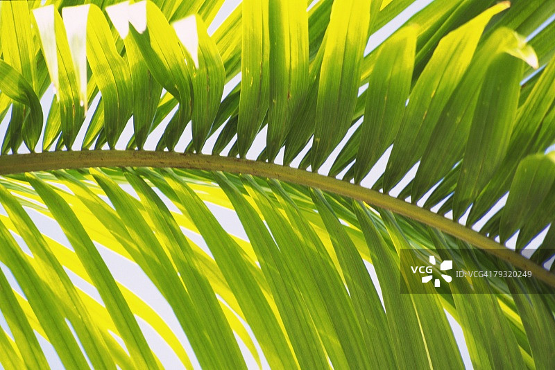 全框架的棕榈叶，低角度的观点，近距离图片素材
