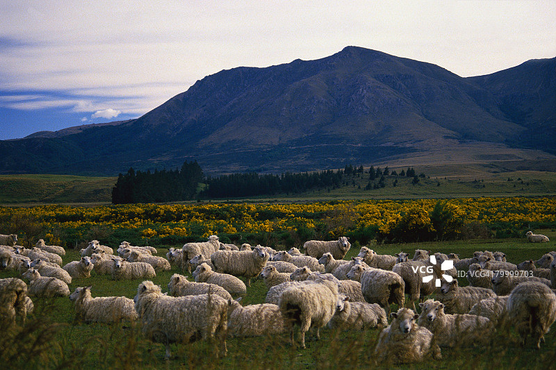 山附近的羊群图片素材