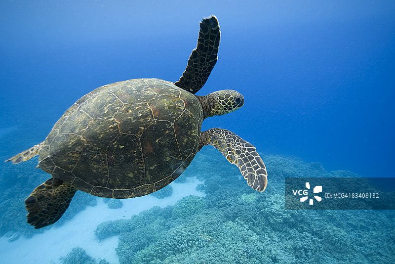 绿海龟，夏威夷图片素材