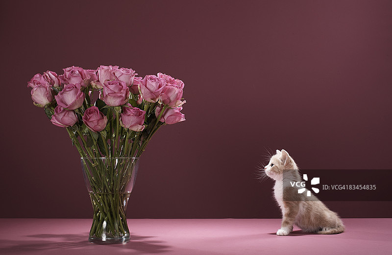 小猫看着花瓶上的玫瑰图片素材