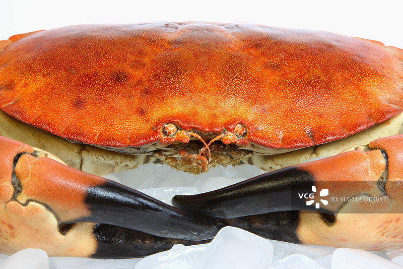 近距离观察煮熟的可食用螃蟹。图片素材