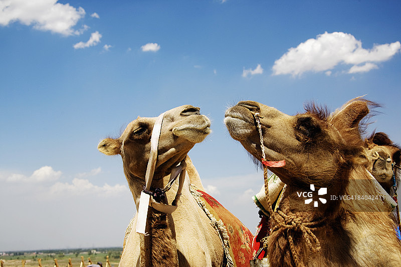双峰驼(Camelus bactrianus)特写，库布齐沙漠，内蒙古，中国图片素材