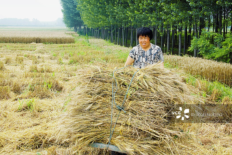中国山东省，直沟，农民在田里收集麦秆图片素材