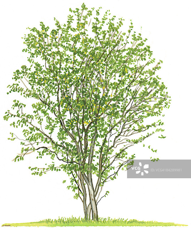这是一棵小乔木，显示出树冠和夏季树叶的形状图片素材