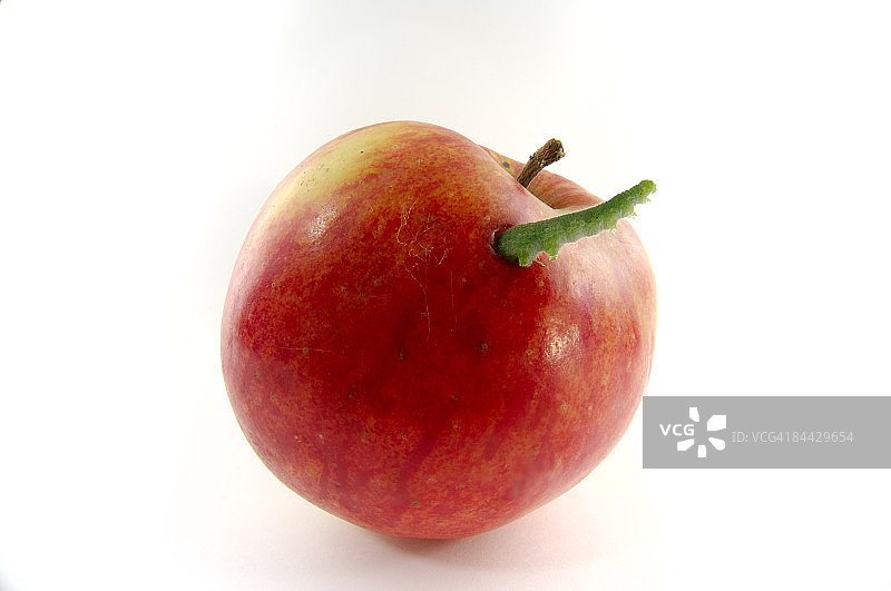 尺蠖从成熟的苹果中钻出来图片素材