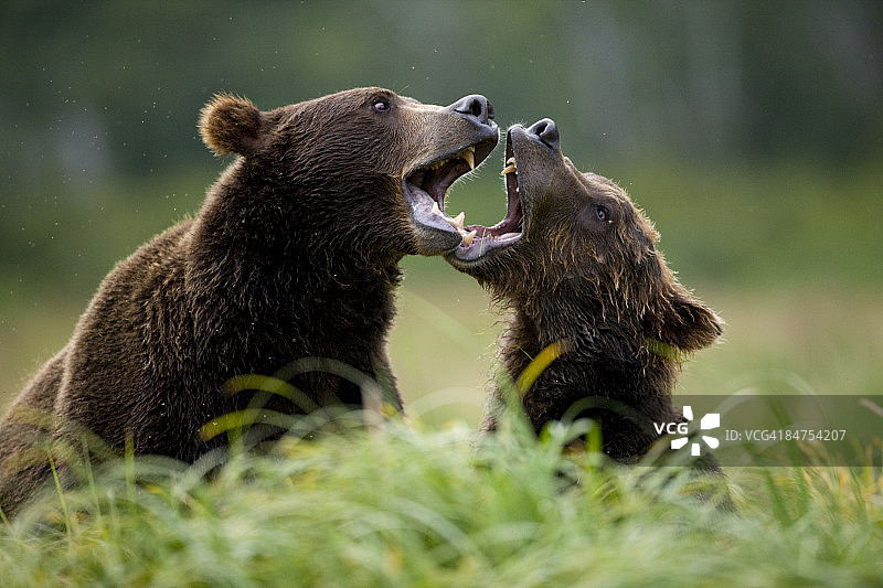 灰熊，卡特迈国家公园，阿拉斯加图片素材