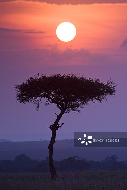 在日落的东非孤独的剪影树图片素材