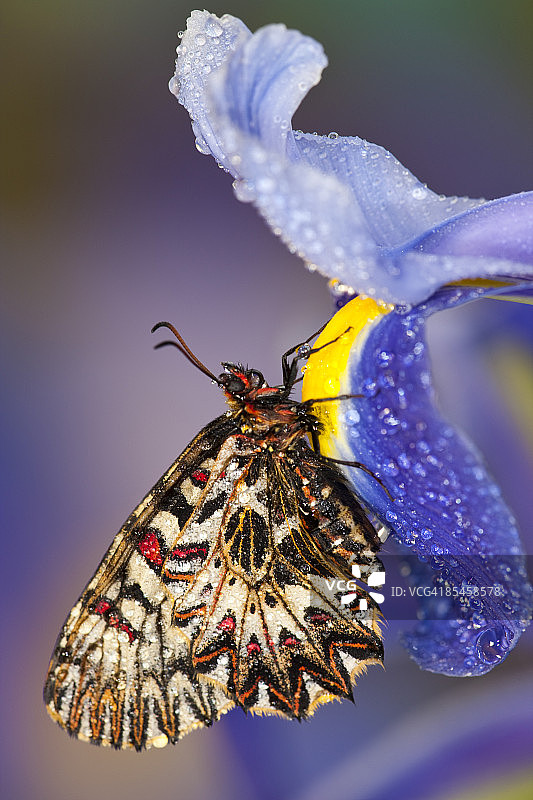 南花蝴蝶形成欧洲露珠图片素材