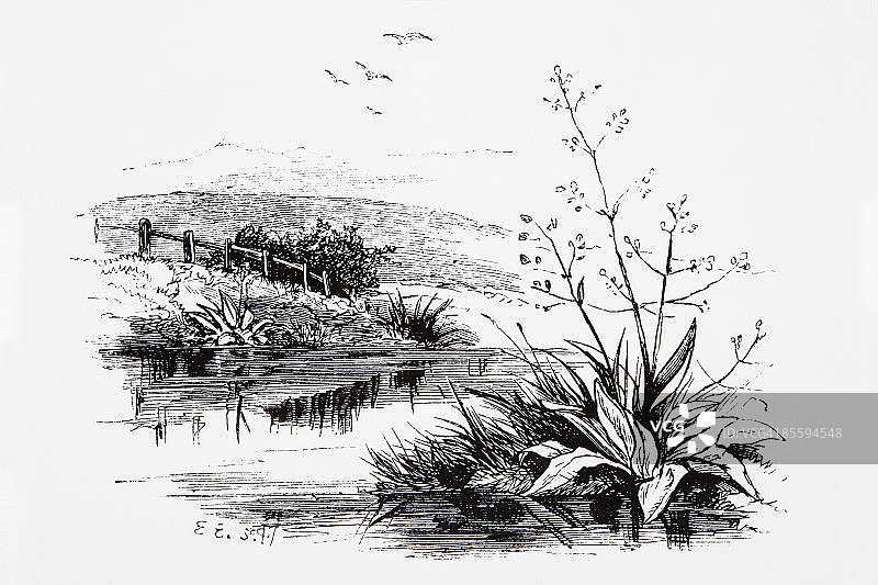 黑色和白色的植物生长在河岸在乡村和鸟飞在上面图片素材