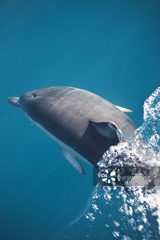 海豚在水下游泳图片素材
