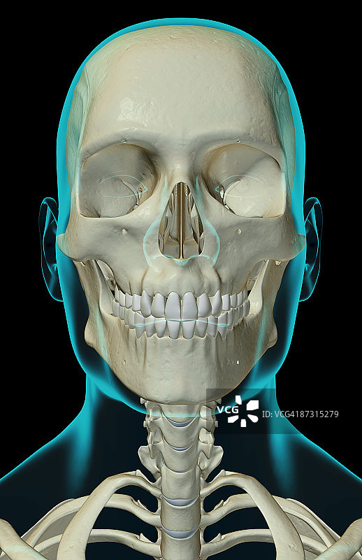头部、颈部和脸部的骨头图片素材