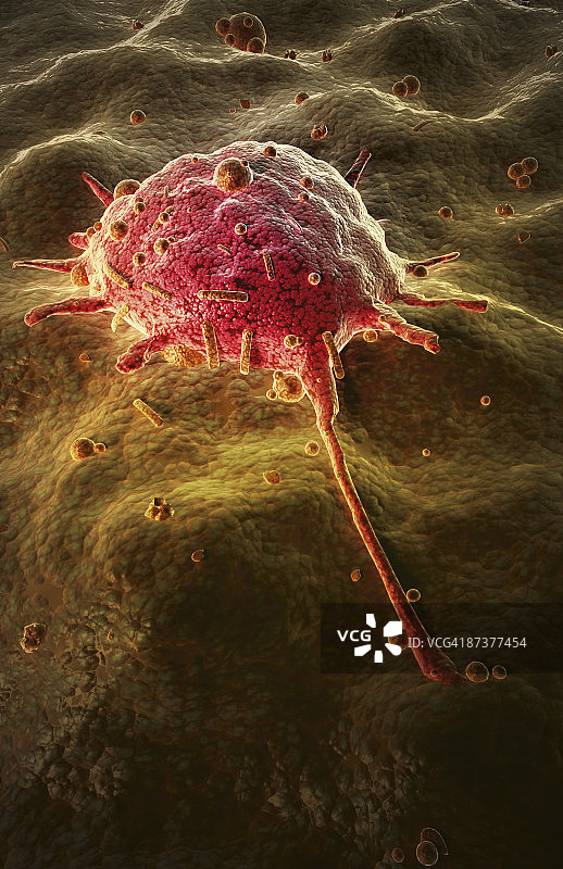 巨噬细胞图片素材