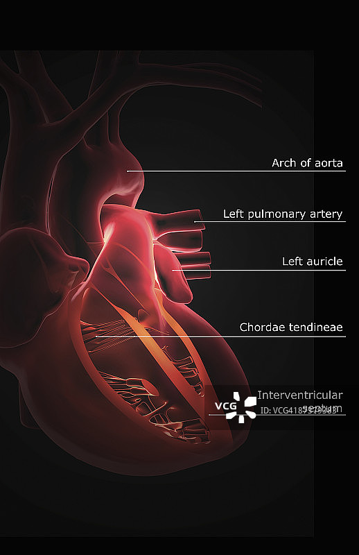 心脏的断层解剖学图片素材