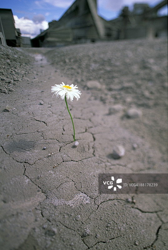 隐蔽的沙斯塔雏菊从干燥的裂缝中生长图片素材